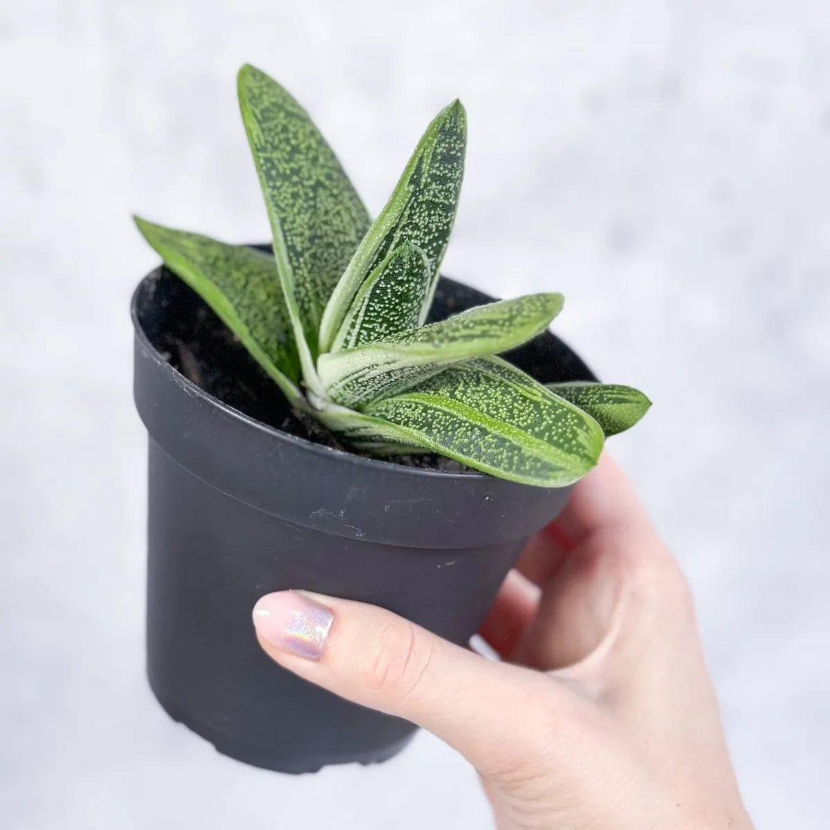 Gasteria 'Little Warty' - Little Warty Ox Tongue - 4 Inch