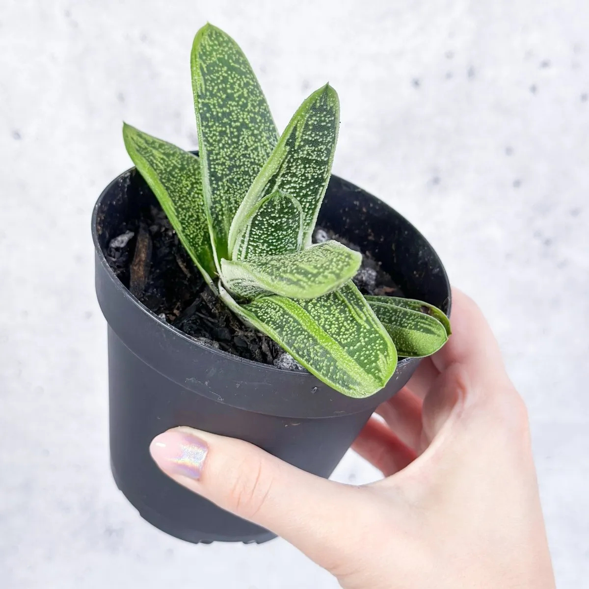 Gasteria 'Little Warty' - Little Warty Ox Tongue - 4 Inch