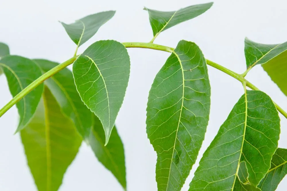 Sumner Pecan Tree | Type 2 Pollinator