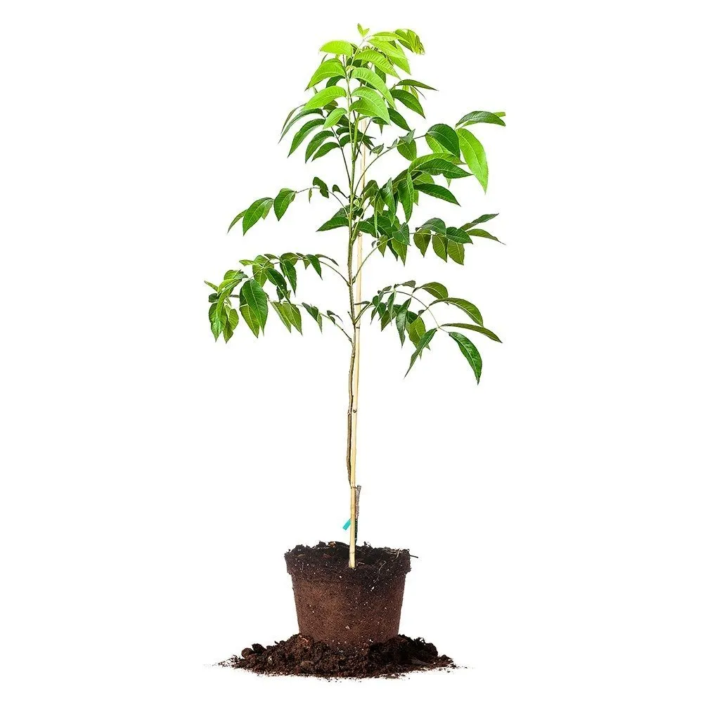 Sumner Pecan Tree | Type 2 Pollinator