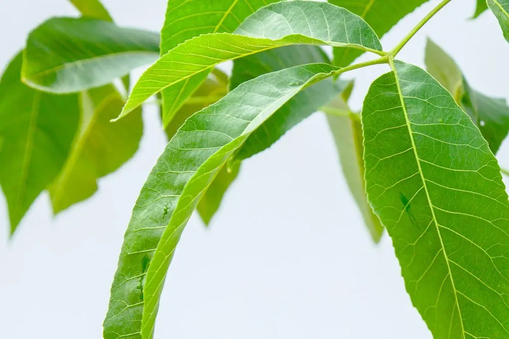 Sumner Pecan Tree | Type 2 Pollinator