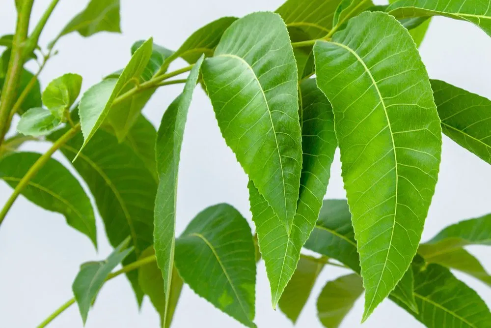 Sumner Pecan Tree | Type 2 Pollinator